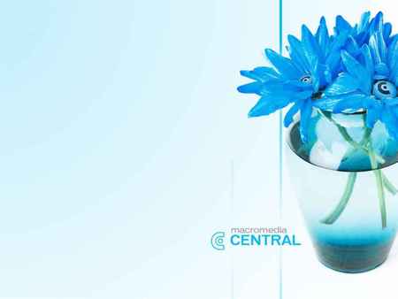 blue flower - flower, water, vase, nature, blue