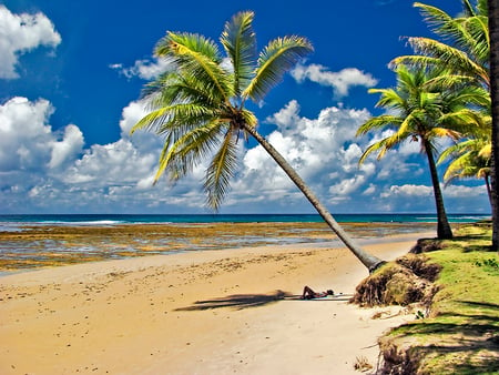 Pessoa sem juÃ­zo - nature, beach, palm trees, sea