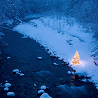 The Forest Raised a Christmas Tree