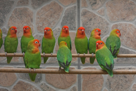 Erdbeerköpfchen - lovebirds, strawberry head, bird, parrot