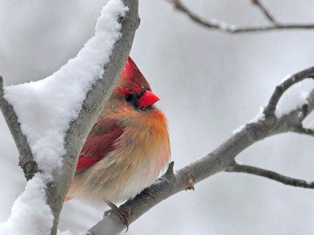 Snow Bird - bird, cool, picture, beautiful, snow