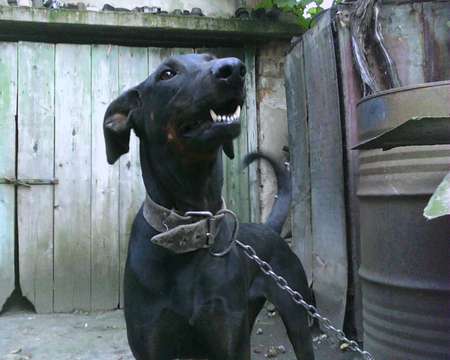 dobermann dog - friend, dogs, cute, black