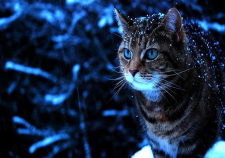 Snow Cat - tabby, cat, blue eyes, blue, snow, winter