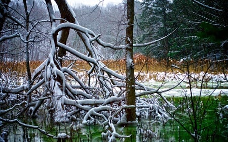 Silent Snowfall - nature, snowfall, serene, forests, beautiful, pond