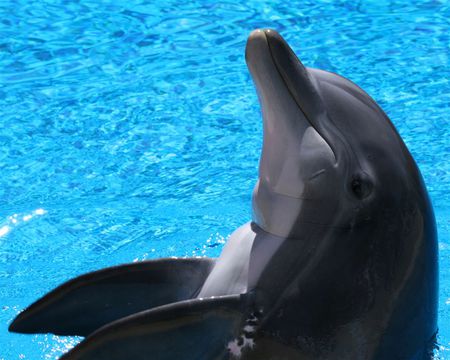 Hi everybody - water, dolphin, beautifull, fish, happy