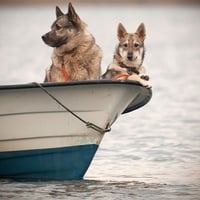 Dogs on Boat