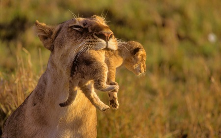 Mother Lion And Her Baby - lions, beautiful, cute, cats, lion, mother, baby, animals