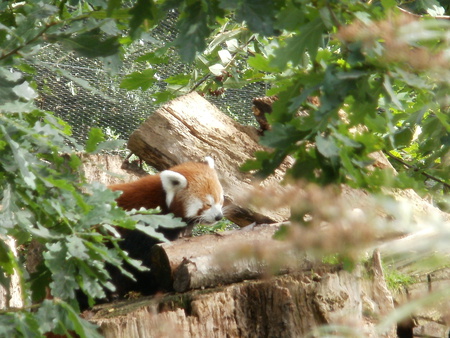 Red Panda - panda, red panda, red panda and tree, panda and tree