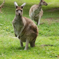 Western Grey Kangaroo's