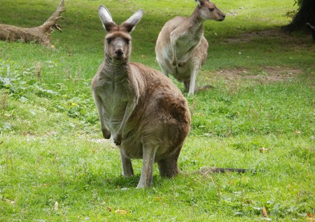 Western Grey Kangaroo's - kangaroo and plain, western grey kangaroo, kanagroo, western kangaroo