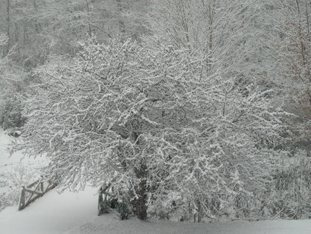 White Christmas 2010 - white, trees, snow, christmas