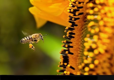 Pollination - bee, gathering nectar, yellow, sunflower