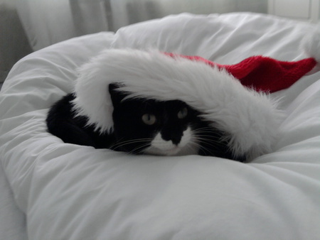 Cassie My Christmas Cat - christmas, hat, cassie, bed