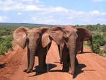 African elephants