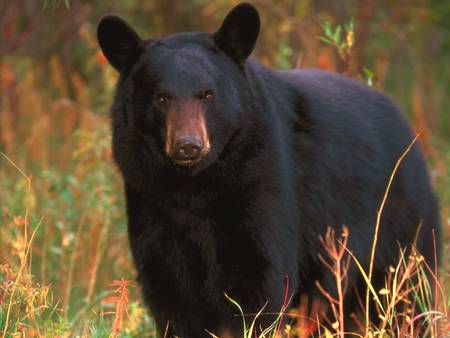 Black bear - animal, american, nature, bear