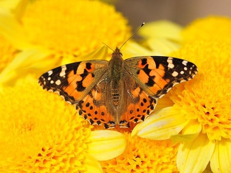 Butterfly on Vibrant Yellow - blooms, black, lemon, butterfly, cream, orange, insect, sunny, flowers, golden, flower