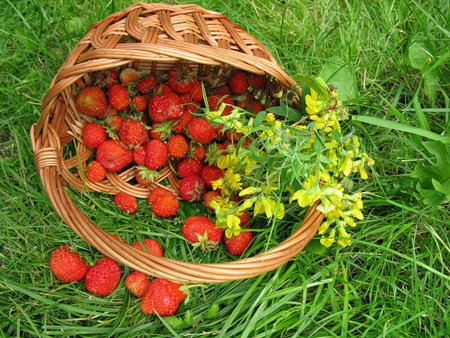 Basket of Strawberries - strawberry, berry, ripe, grass, flower, wildflower, cane, red, fruit