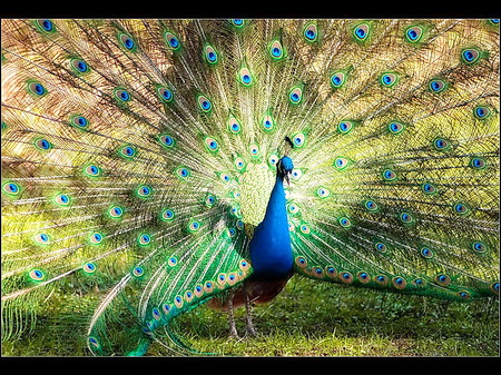 The fan - fanned, display, peacock, beauty, colors, feathers, tail