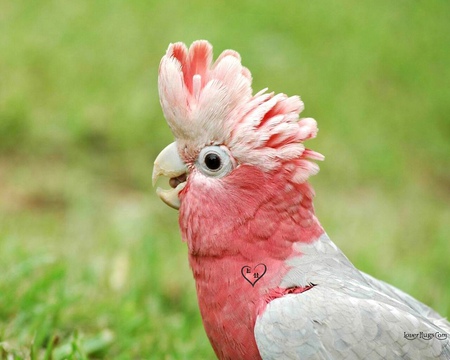 queen of parrot - queen, parrot, color, grass, birds, bird