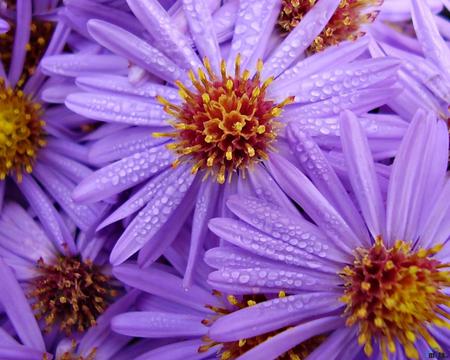 purple flowers - flowers, purple, k, j