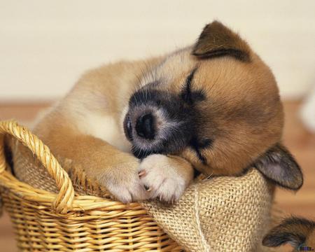 sleeping puppy - fg, ghfgjh, fghh, fgnty