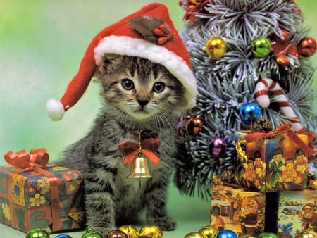 Happy Holidays! - beauty, gift, cat, popular, animals, colorful, winter, sesons, christmas tree, holidays, decorations, sweet, colors, cute