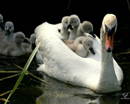 lovely mom - ducks, white, lake, child, animals, water, duck