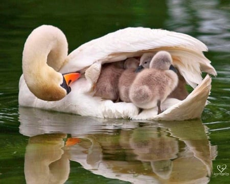 lovely mom 2 - duck, water, lake, reflection, ducks, child, animals