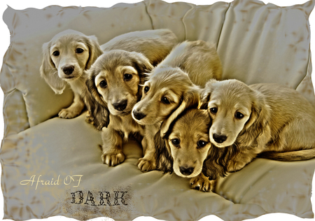 afraid of dark - dogs, hdr, psd, dark