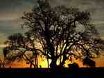 Tree at Sunset