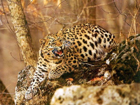 Amur-Leopard - leopard, picture, amur, beautiful