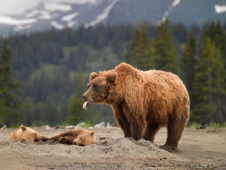 Bear w Cubs - picture, cubs, cool, bear