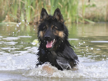 Dog in Water - cool, in water, picture, dog