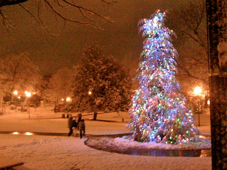 Tannenbaum - snow, winter, christmas tree, park