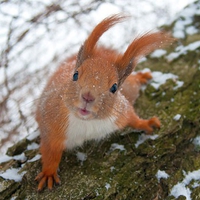 Funny Squirrel