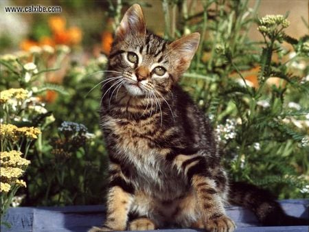 garden kitty - brown tiger, kitty, nice, sitting, flowers garden