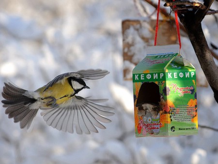 Back to Home - bird, nest, picture, beautiful, box, cool