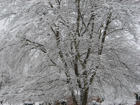 Christmas Snow - winter, tree, ice, christmas, snow, cold