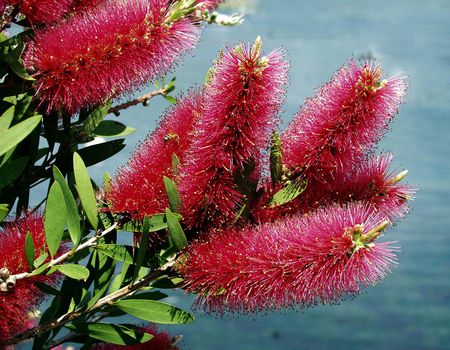 Bottlebrush - red, pink, flowers, leaves, wasp, green