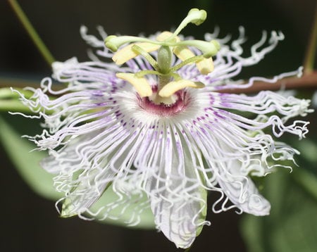 Showy Flower - purple, pistil, petals, green, curled, leaves, stamen