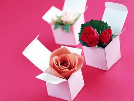 roses gift for my friend grandmere - roses, white, gift box, pink background, beautiful, red, orange