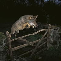Wild wolf