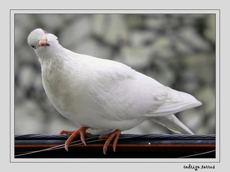 Curious - white dove, bird, winter, head cocked, watching