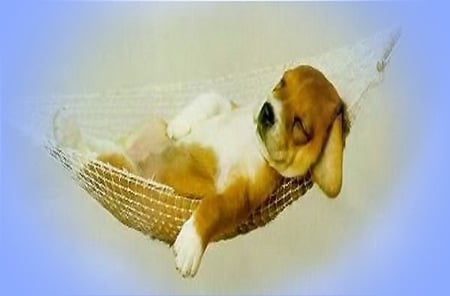 It's time to relax - white, relaxing, brown, puppy, hammock, black