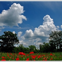 Landscape of Spring