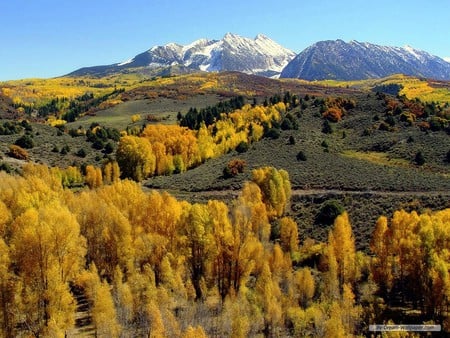 Fields - forest, landscape, field, tree, nature