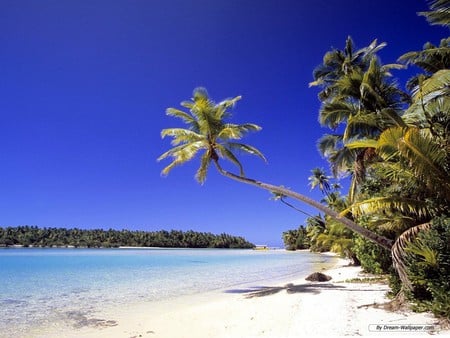 Beach - beach, sand, palm, nature