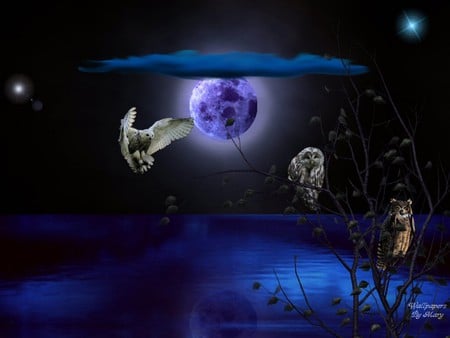 PEERING OUT - moon, sky, stars, water, night, reflection, clouds, owls, blue