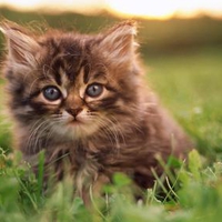 pretty kitty