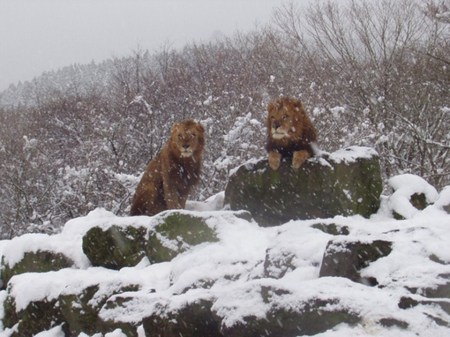 Tougher Than The Rest 4 - winter, lion, cold, snow